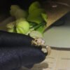 18K Panth¨¨re De Diamond Ring